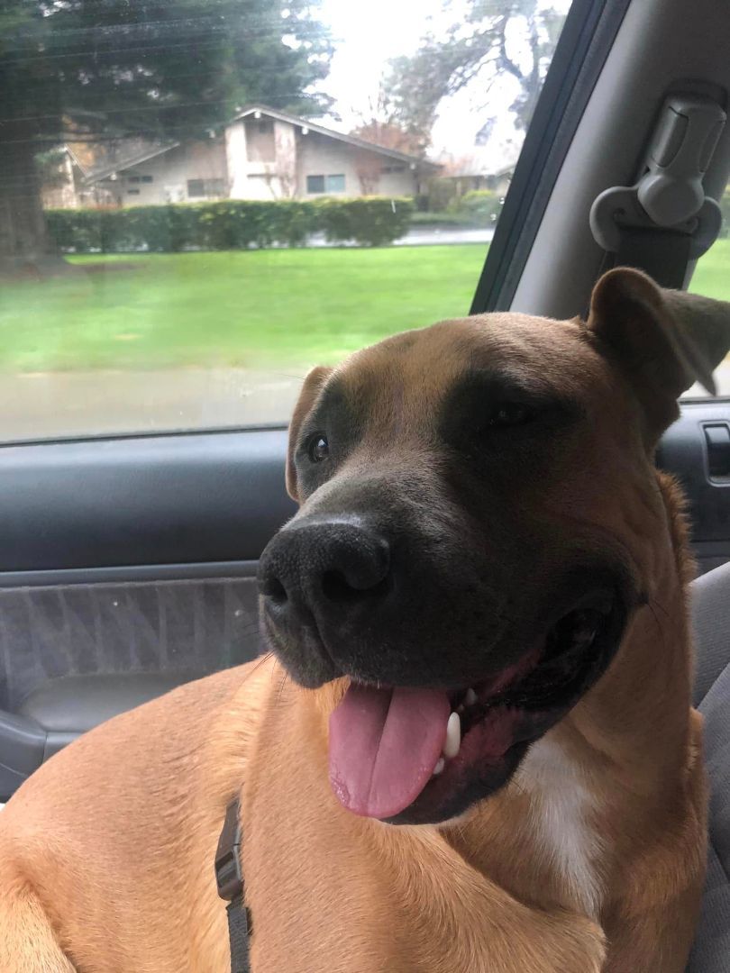 Moose, a Adoptable mixed breed in Willits , CA image 2/6