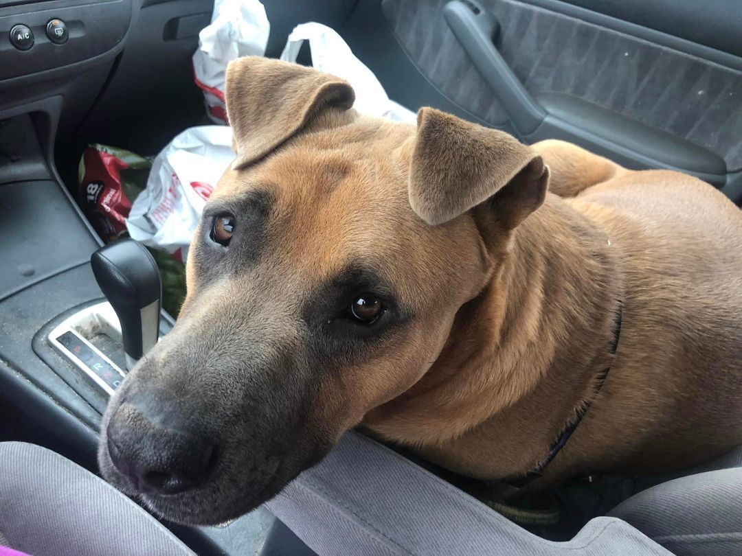 Moose, a Adoptable mixed breed in Willits , CA image 3/6