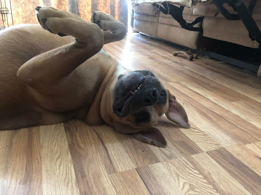 Moose, a Adoptable mixed breed in Willits , CA image 4/6