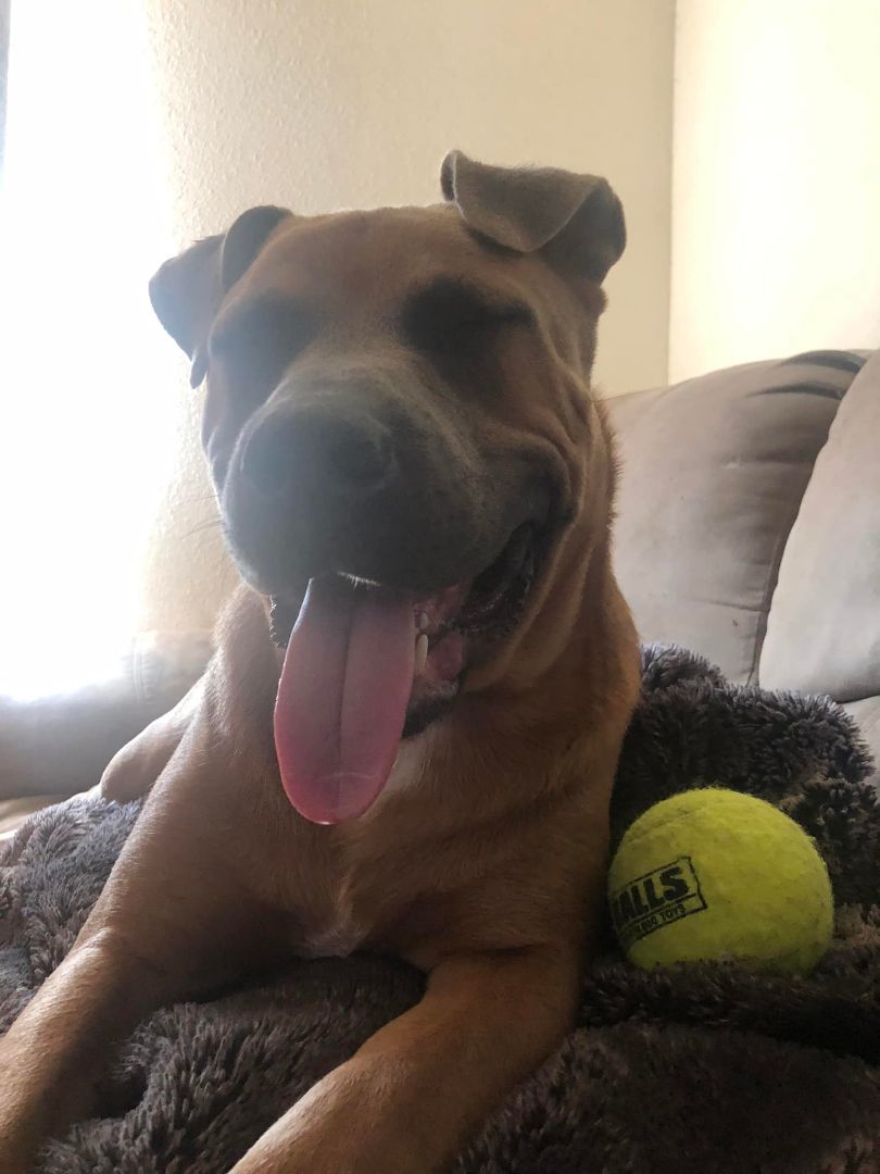 Moose, a Adoptable mixed breed in Willits , CA image 6/6