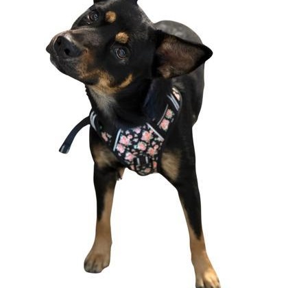 Enlarge Mickey, a Adoptable mixed breed in Red Bluff, CA image 1/1