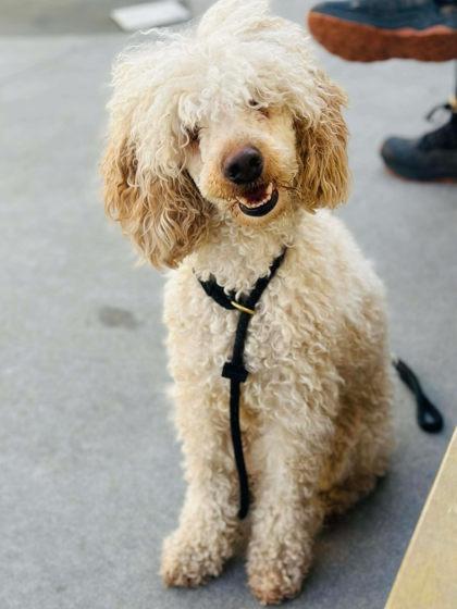 Pookie — thumbnail 2