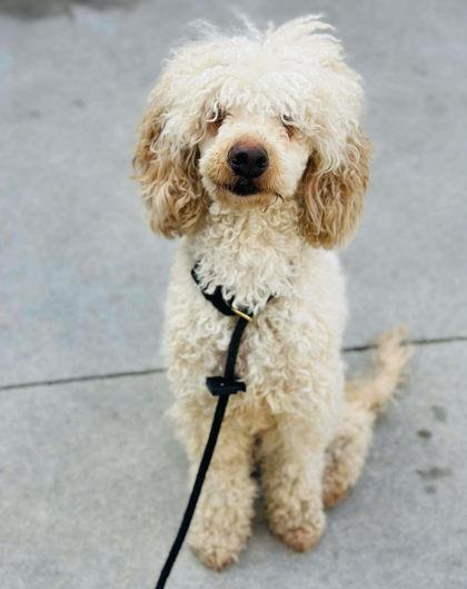 Pookie — thumbnail 3