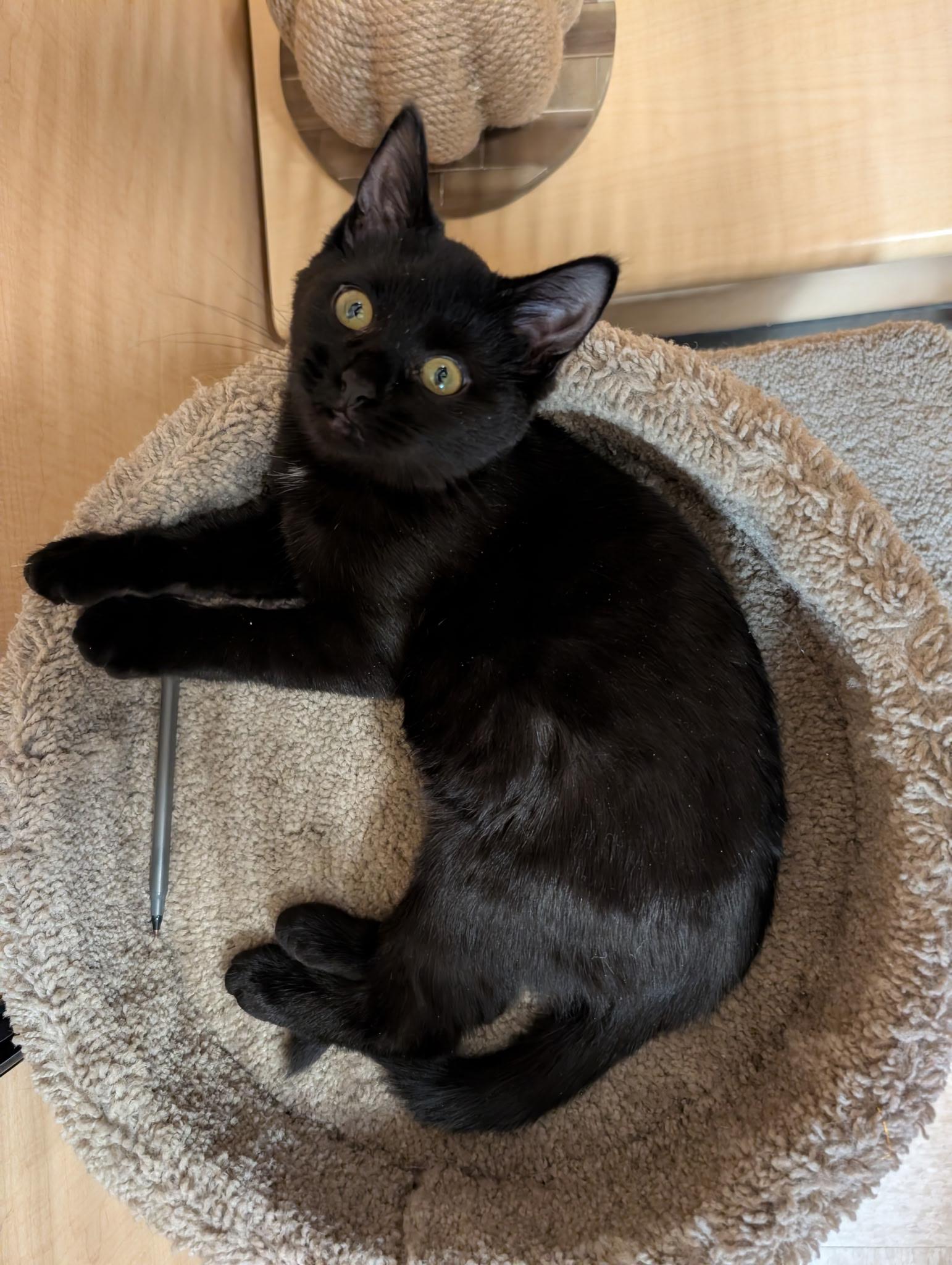 Enlarge Nitro, an adopted Domestic Short Hair in Barrington Hills, IL image 1/1