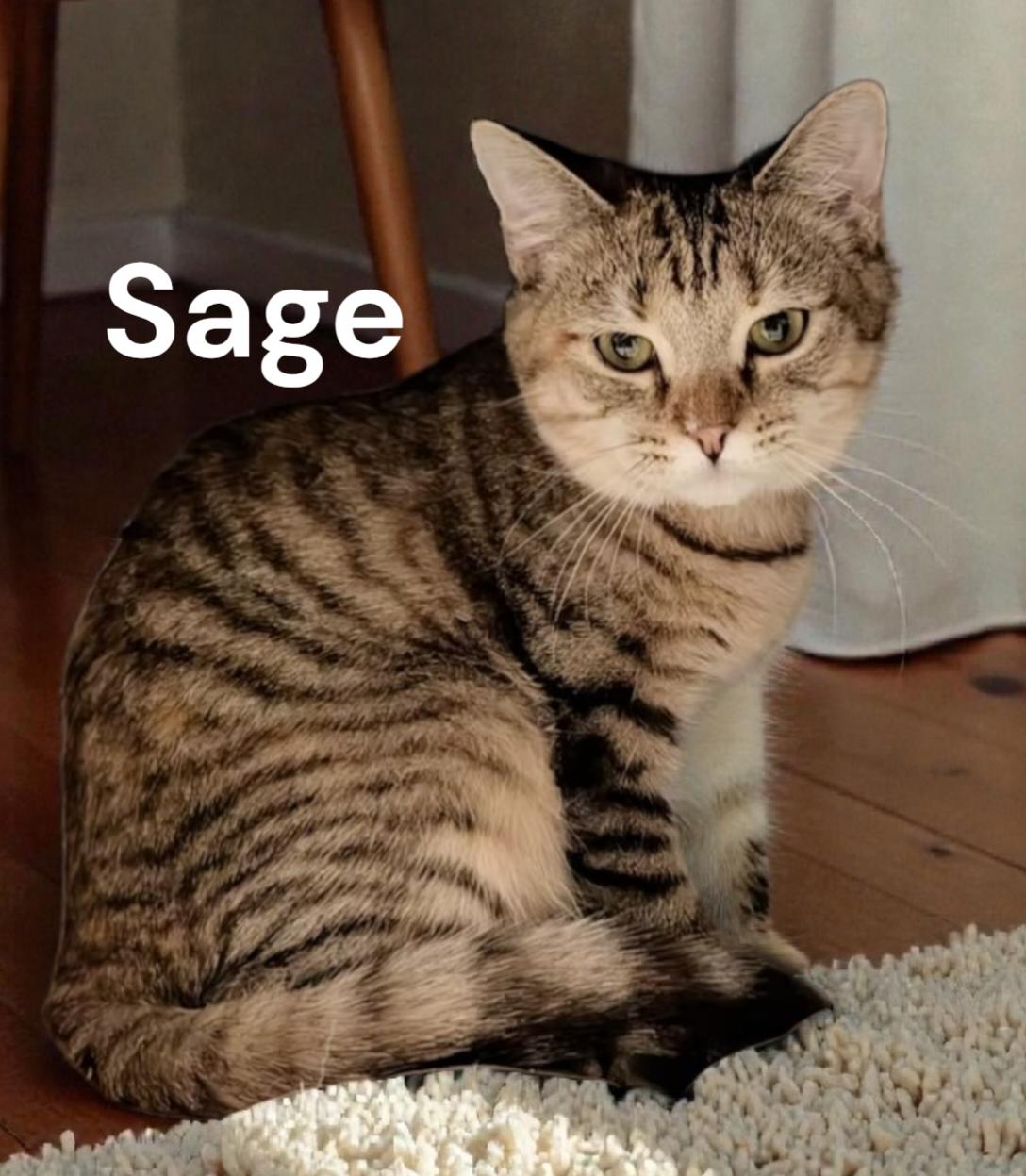 Enlarge Sage, a Adoptable Tabby in Newport News, VA image 1/3