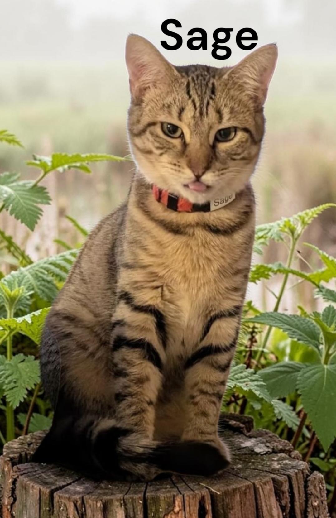 Enlarge Sage, a Adoptable Tabby in Newport News, VA image 2/3