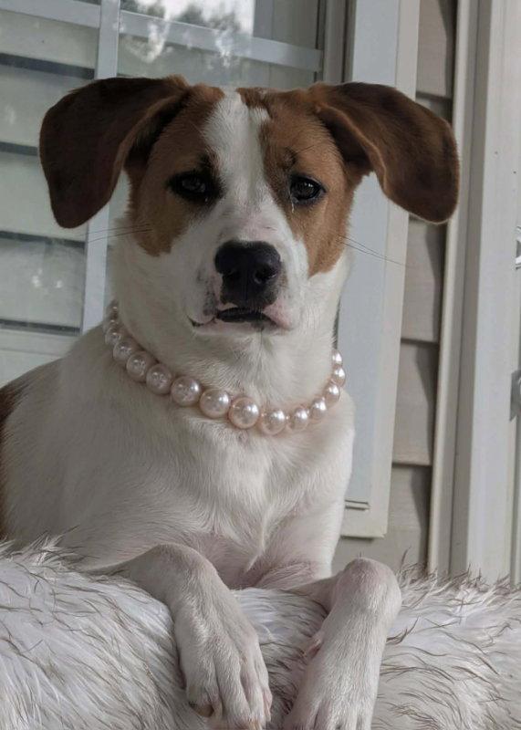 Enlarge Tinsel *Adoption Pending*, a Adoptable Hound in Fairfax, VA image 1/2