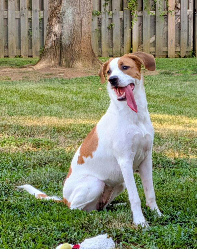 Enlarge Tinsel *Adoption Pending*, a Adoptable Hound in Fairfax, VA image 2/2