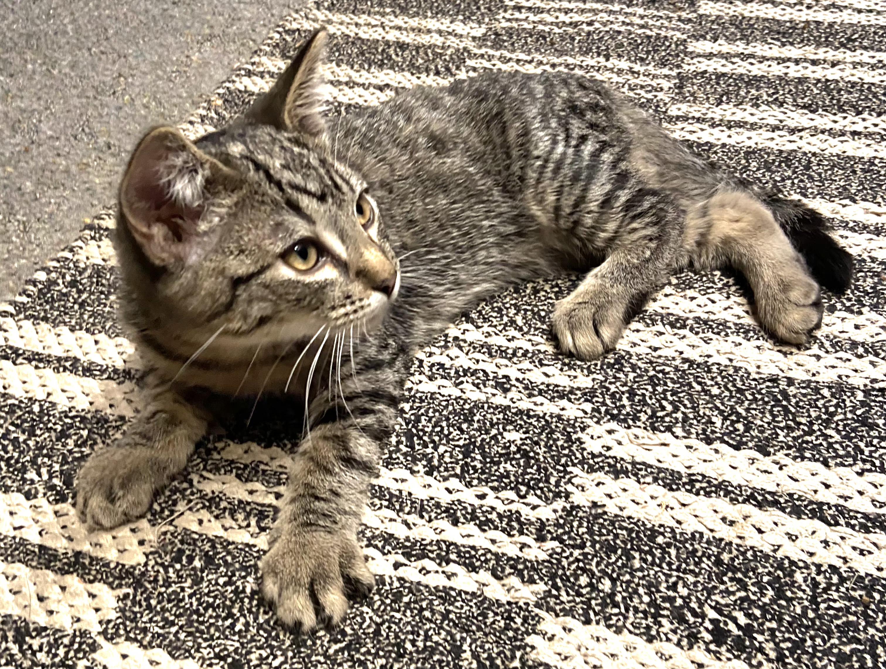 Meowzers, Adoptable, Kitten Male Tabby.