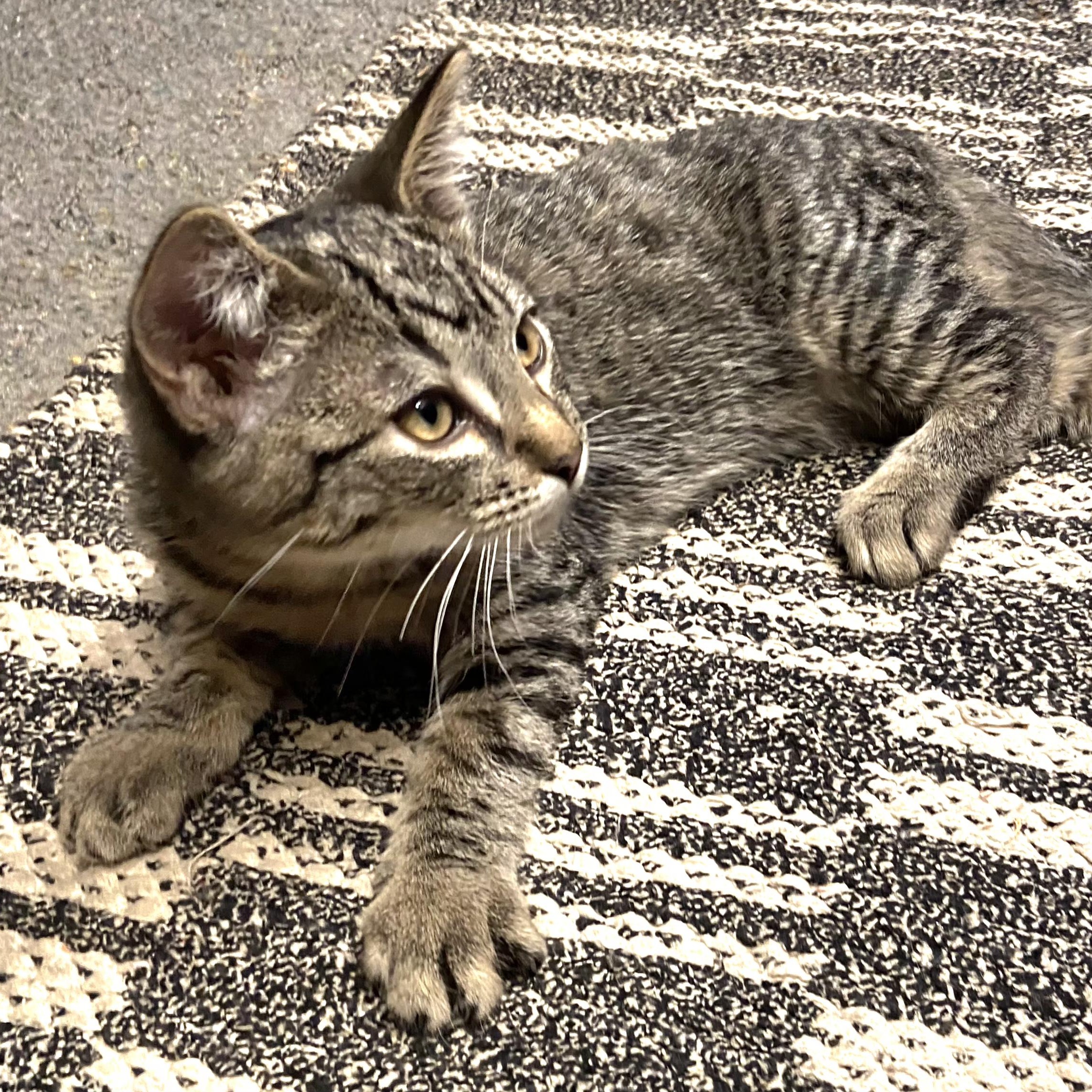 Enlarge Meowzers, a Adoptable Tabby in Springfield, OR image 2/3