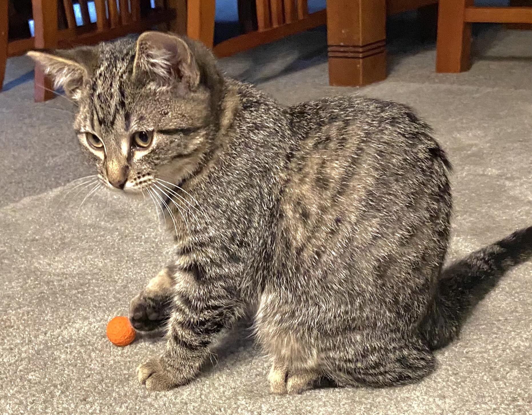 Meowzers, Adoptable, Kitten Male Tabby.