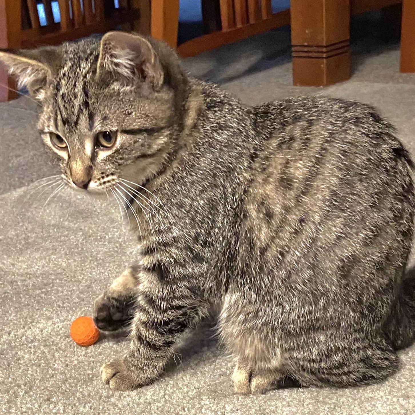 Enlarge Meowzers, a Adoptable Tabby in Springfield, OR image 1/3