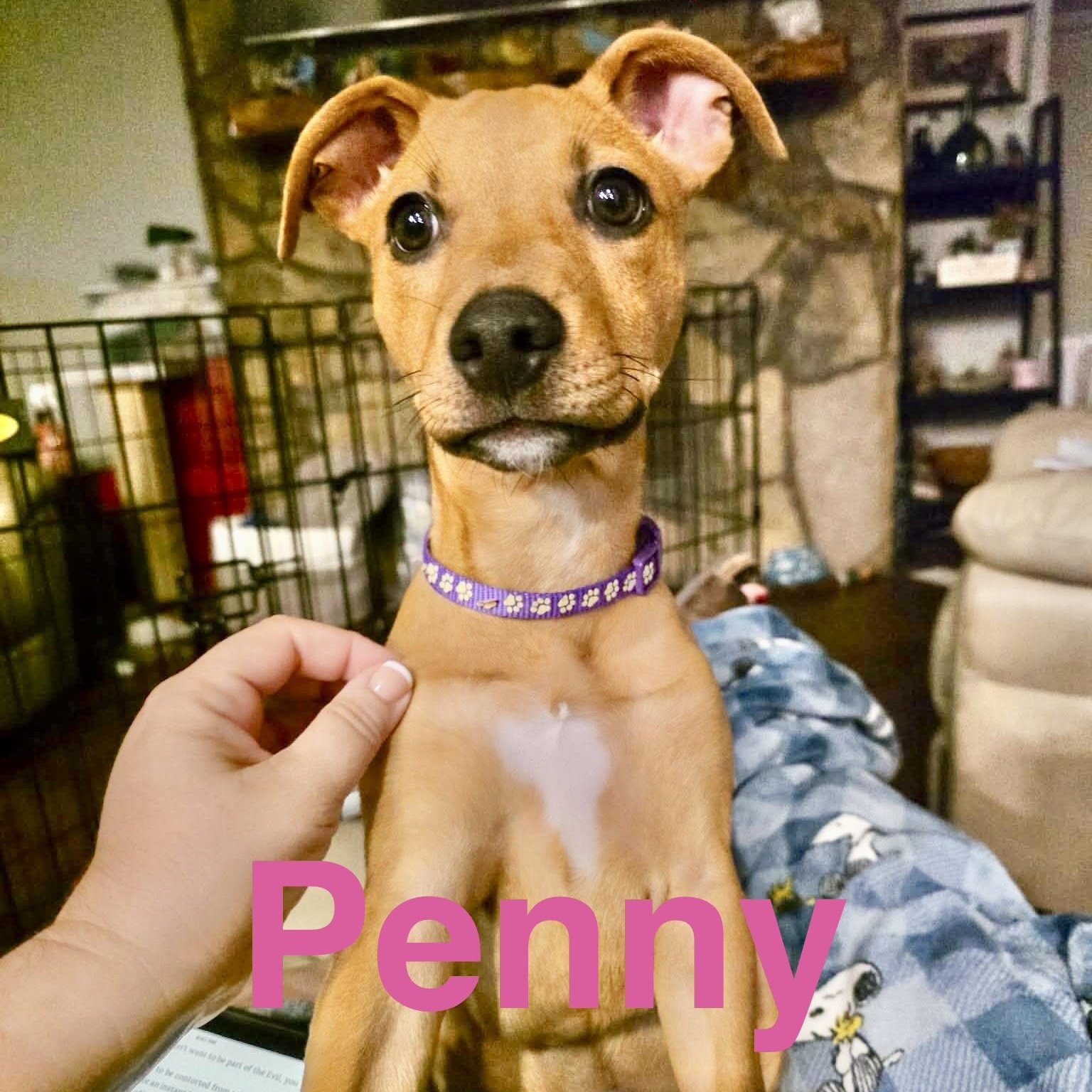 Penny, a Adoptable mixed breed in Kent, WA image 6/6