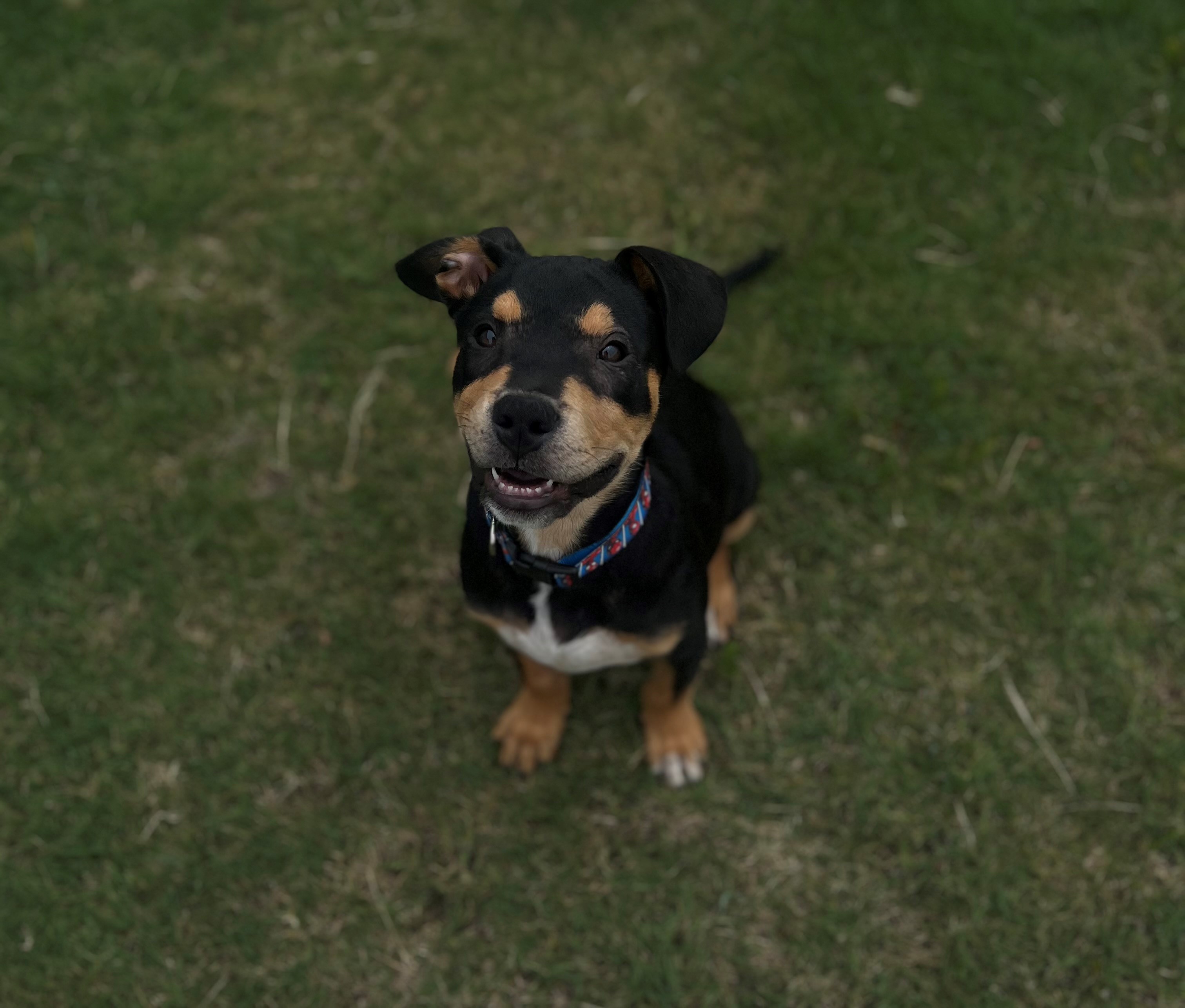 Dog for adoption Boone, a Rottweiler in Siloam Springs, AR Petfinder