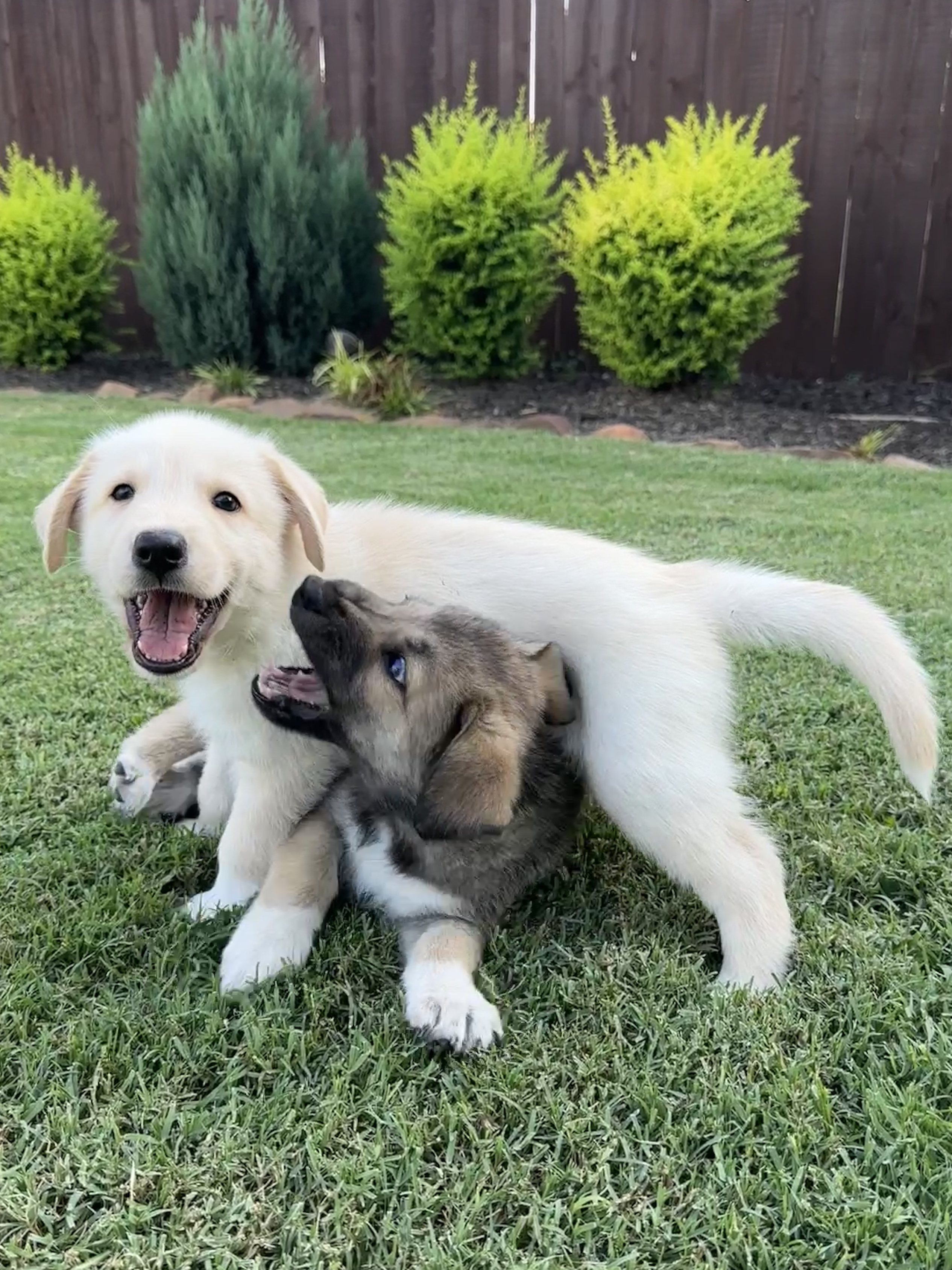 Dog for adoption Nate, a Retriever Mix in Manahawkin, NJ Petfinder