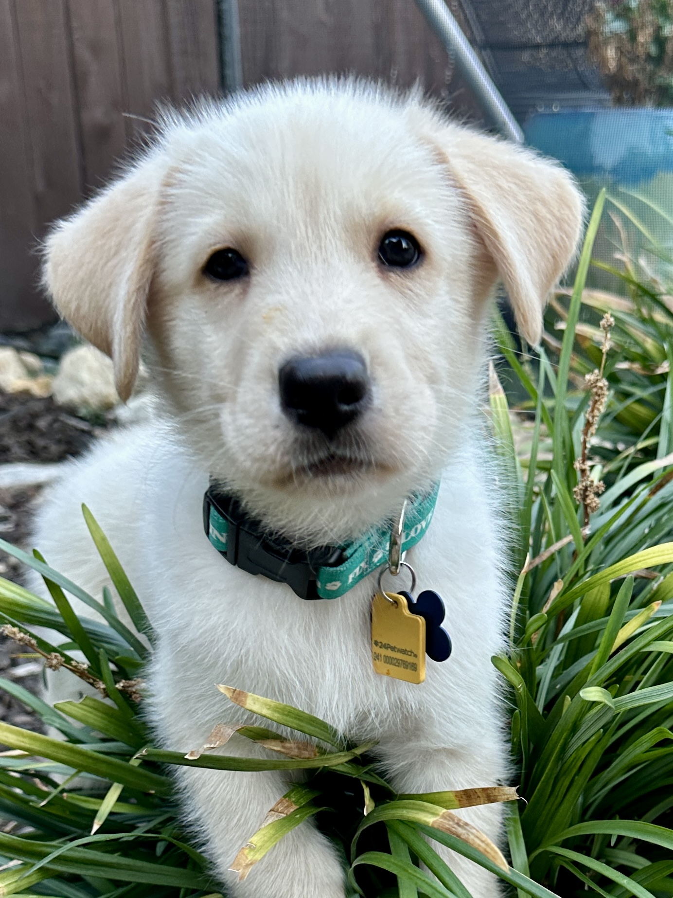 Dog for adoption Nate, a Retriever Mix in Manahawkin, NJ Petfinder