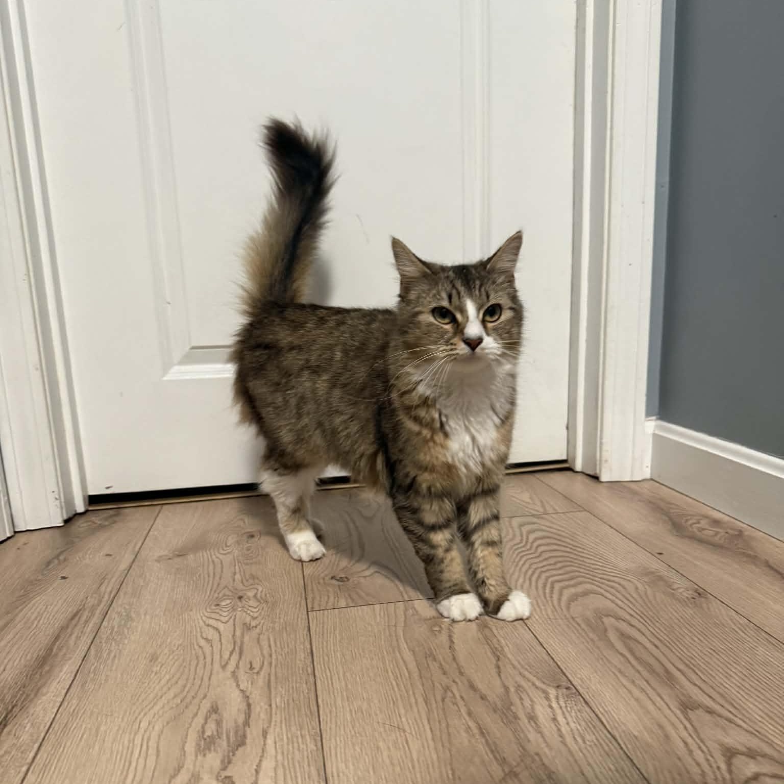 Enlarge Potato, an adopted Tabby in New Bedford, MA image 3/6