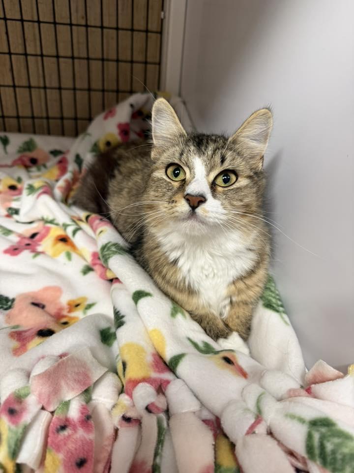 Enlarge Potato, an adopted Tabby in New Bedford, MA image 2/6