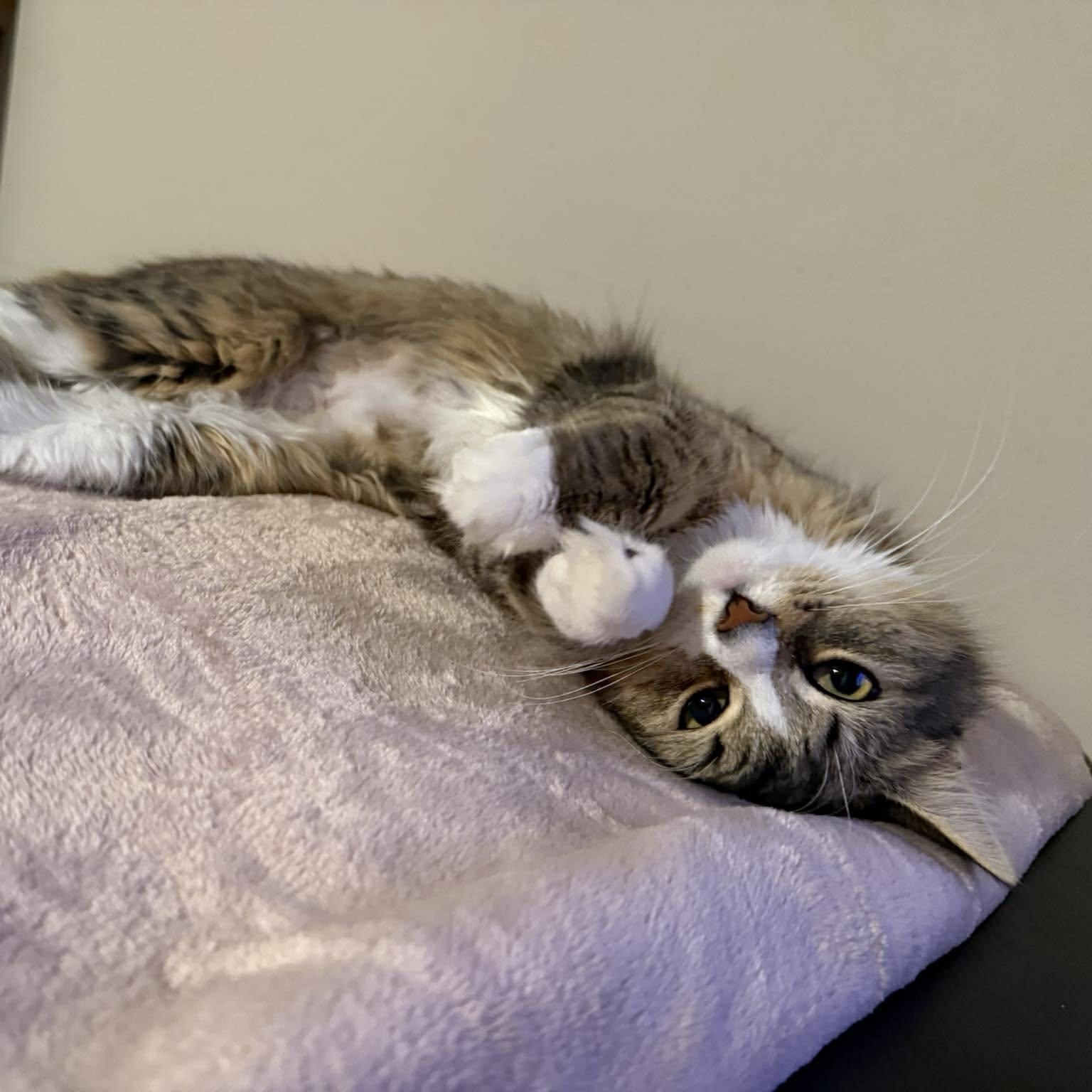 Potato, adopted, Kitten Female Tabby.