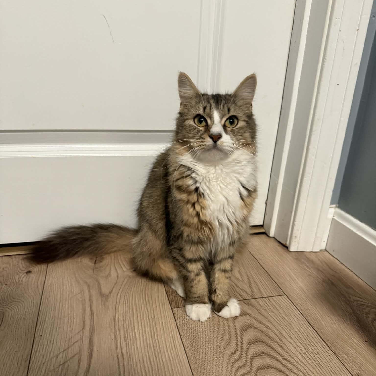 Enlarge Potato, an adopted Tabby in New Bedford, MA image 4/6