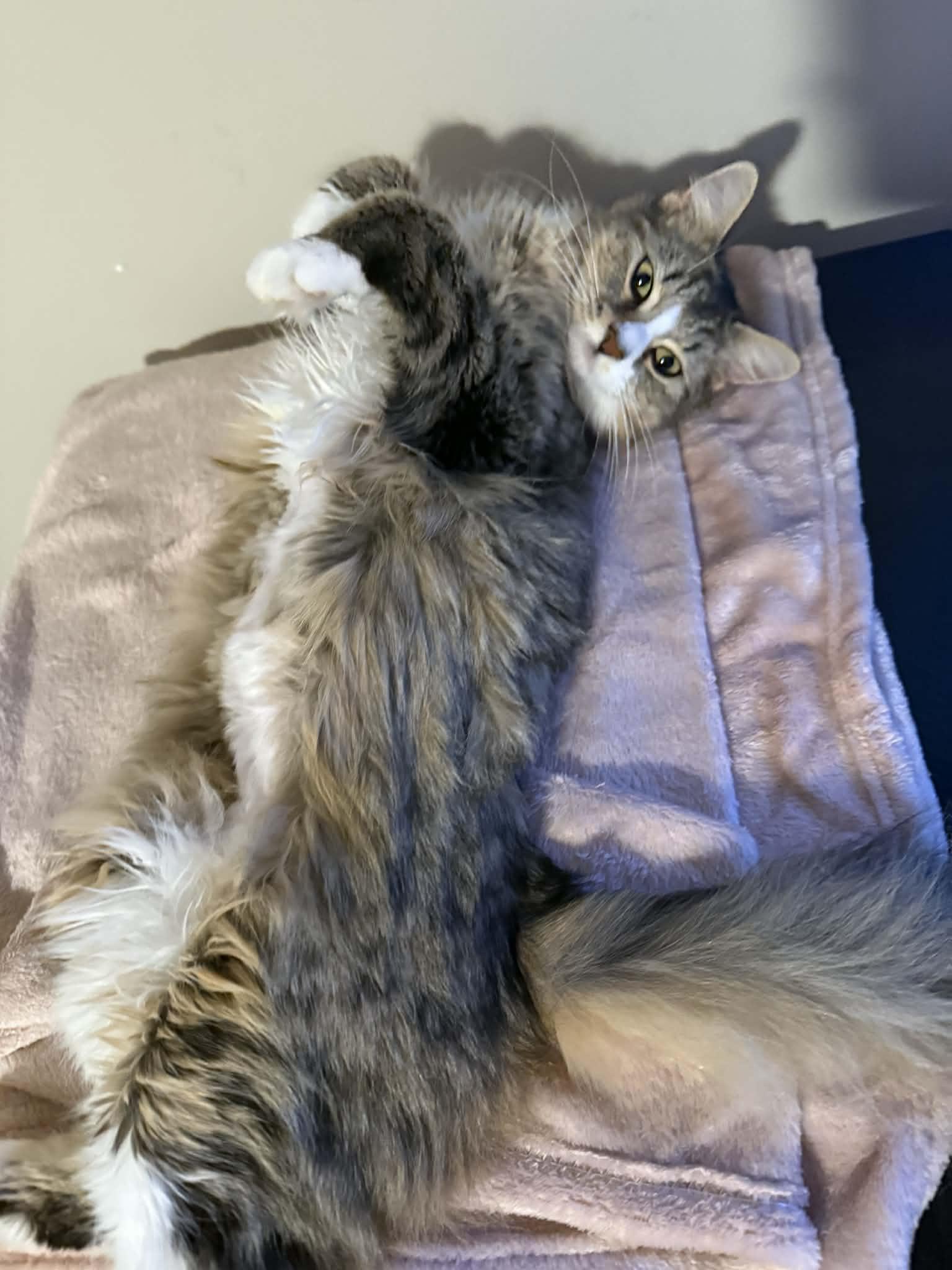 Enlarge Potato, an adopted Tabby in New Bedford, MA image 5/6