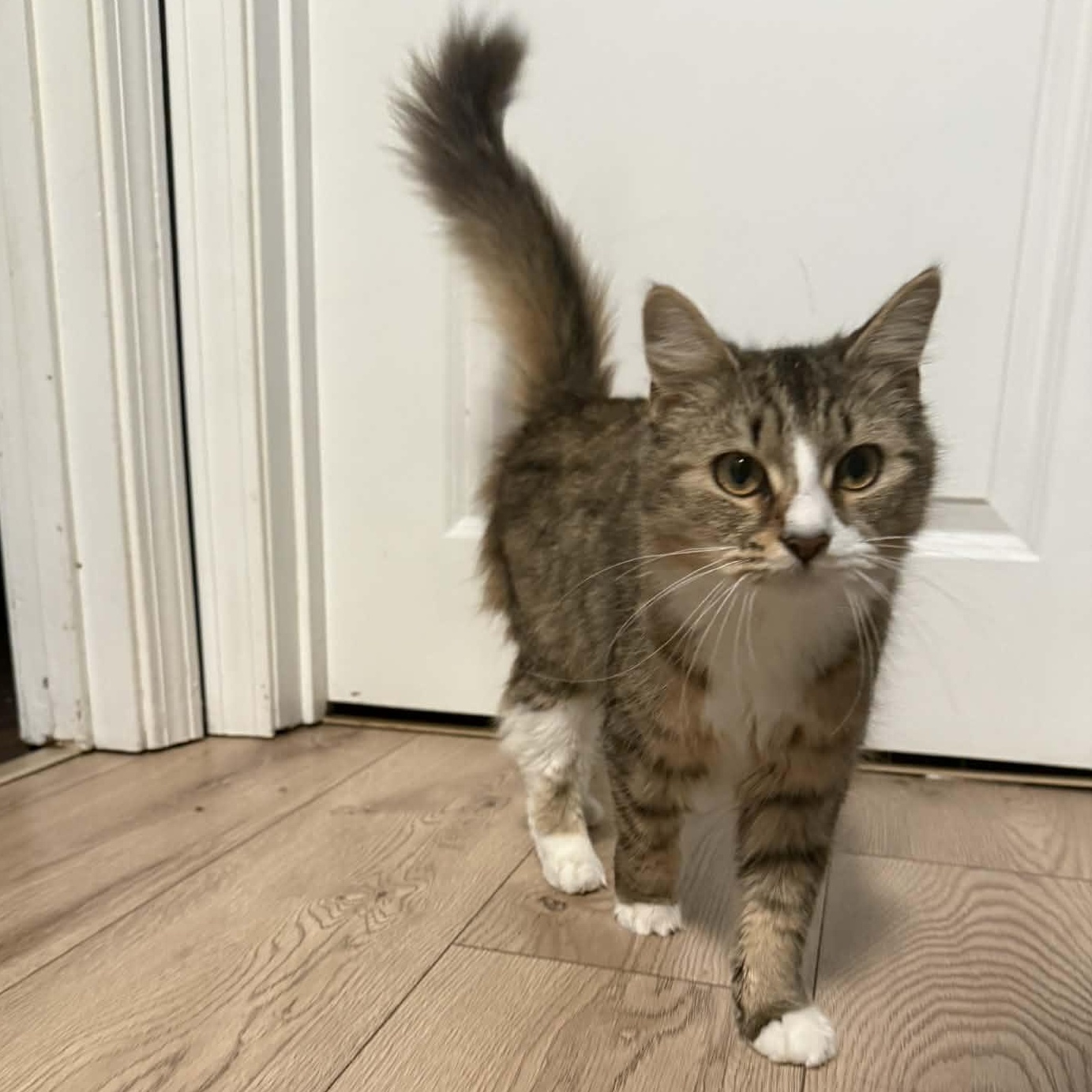 Enlarge Potato, an adopted Tabby in New Bedford, MA image 6/6