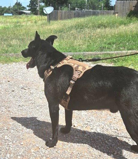 Enlarge Elvis, a Adoptable mixed breed in Winter Park, CO image 1/3