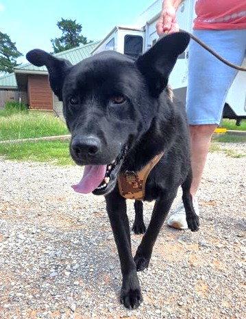 Enlarge Elvis, a Adoptable mixed breed in Winter Park, CO image 2/3