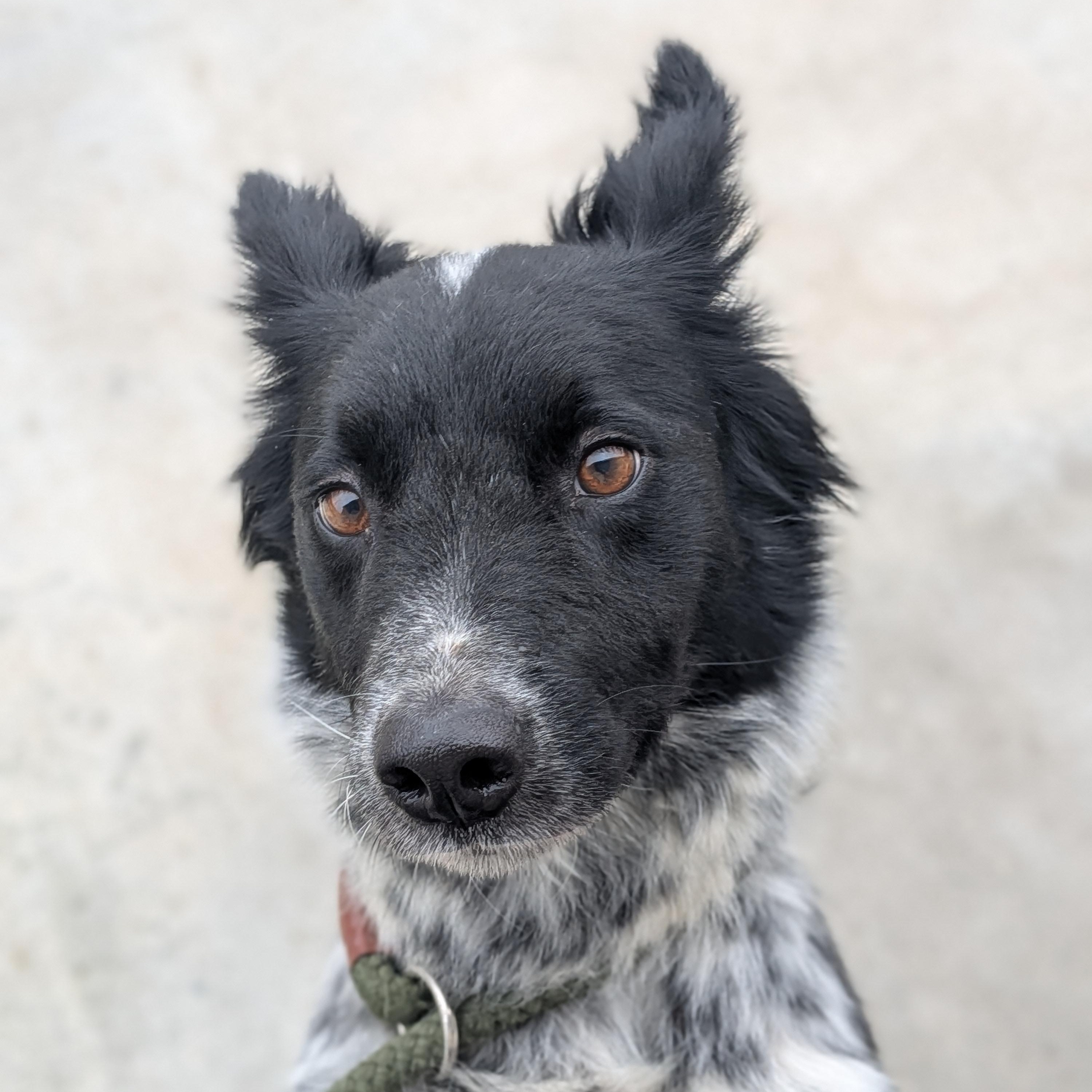 Raven, ADOPTABLE, Adult Female Border Collie & Australian Cattle Dog / Blue Heeler.