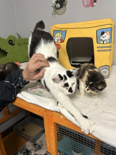 Coral, Adoptable, Adult Female Domestic Short Hair.
