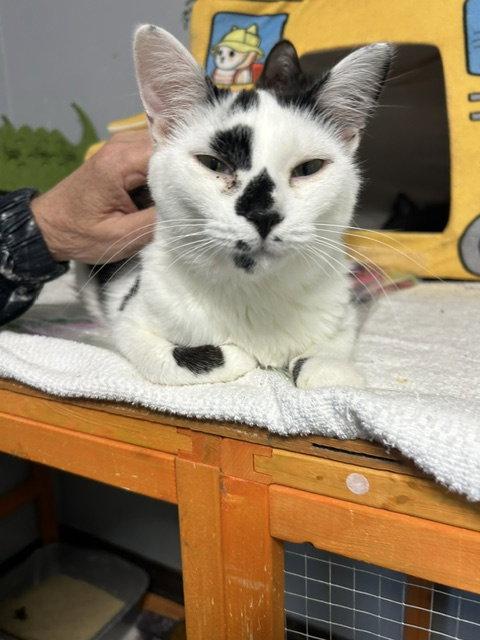 Enlarge Coral, a Adoptable Domestic Short Hair in Chicago, IL image 2/2
