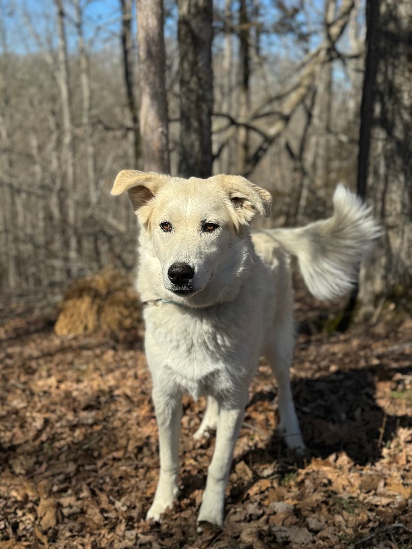 Zeus - Transport, a Adoptable mixed breed in Lake City, FL image 5/6