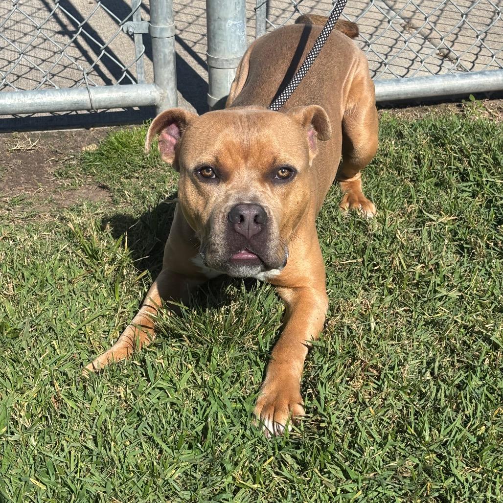 Enlarge Cheese, a Adoptable mixed breed in League City, TX image 2/4