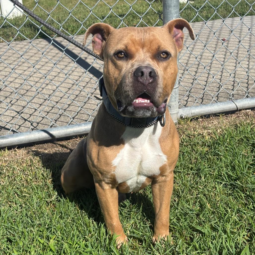 Enlarge Cheese, a Adoptable mixed breed in League City, TX image 3/4