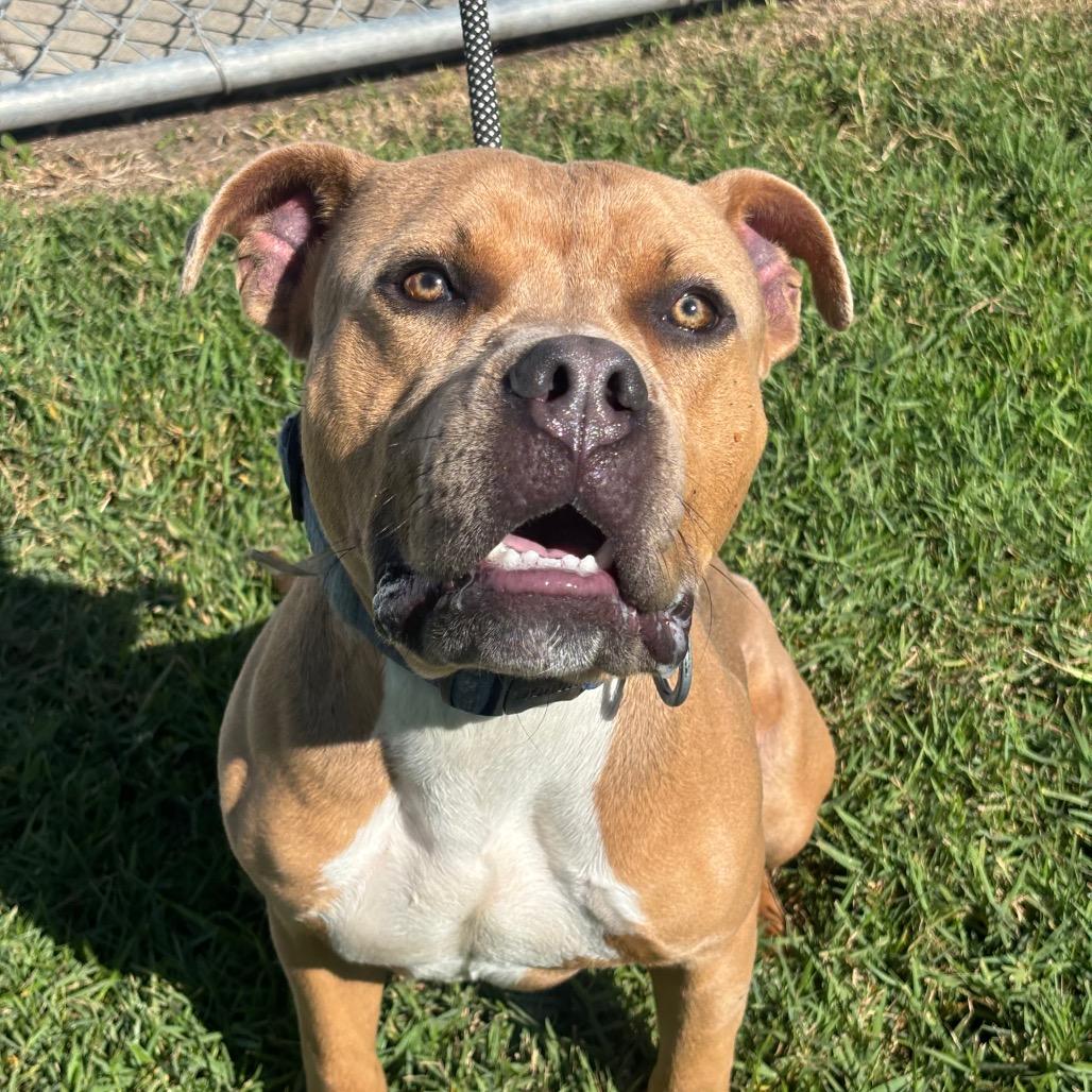 Enlarge Cheese, a Adoptable mixed breed in League City, TX image 4/4