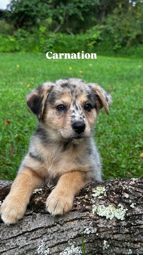 CARNATION, Adopted, Young Female Australian Shepherd.