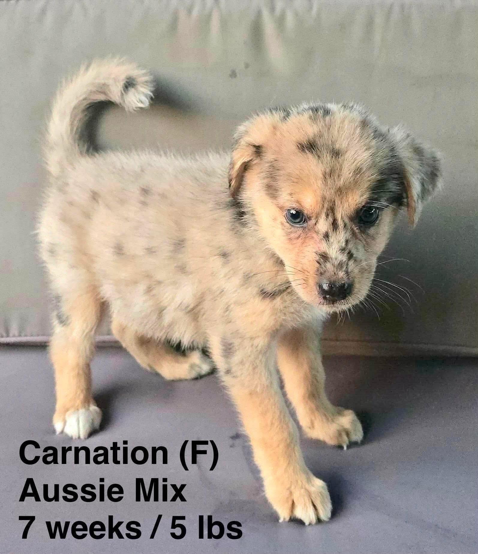 Enlarge CARNATION, a Adopted Australian Shepherd in Pomfret Center, CT image 2/2