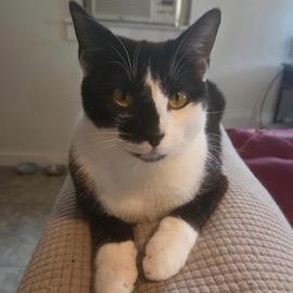 McFlurry, Adoptable, Kitten Female Tuxedo.