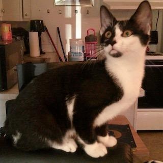 Flurry, Adoptable, Kitten Female Tuxedo.