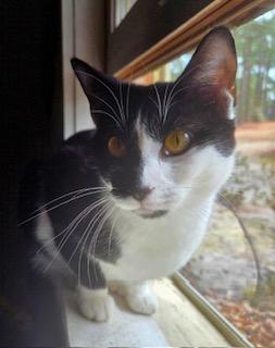Enlarge McFlurry, an adoption pending Tuxedo in Fayetteville, NC image 6/6