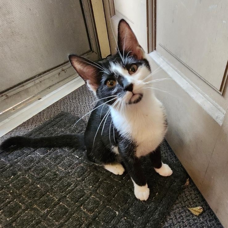 Flurry, a Adoptable Tuxedo in Fayetteville, NC image 3/4