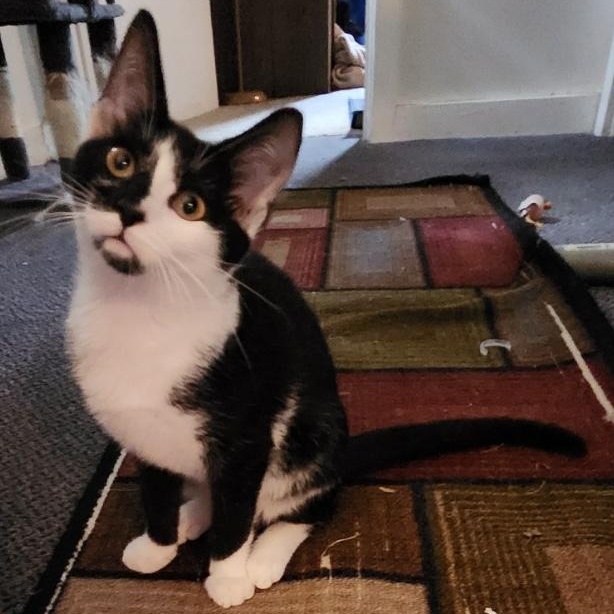 Flurry, a Adoptable Tuxedo in Fayetteville, NC image 2/4