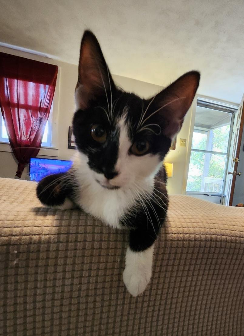 Flurry, a Adoptable Tuxedo in Fayetteville, NC image 4/4