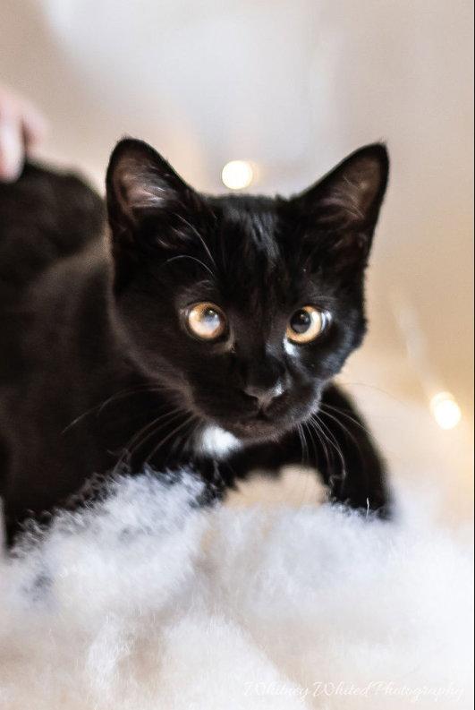 *Silvia, Adoptable, Adult Female Domestic Short Hair.