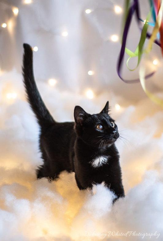 *Silvia, a Adoptable Domestic Short Hair in Forest, VA image 2/2