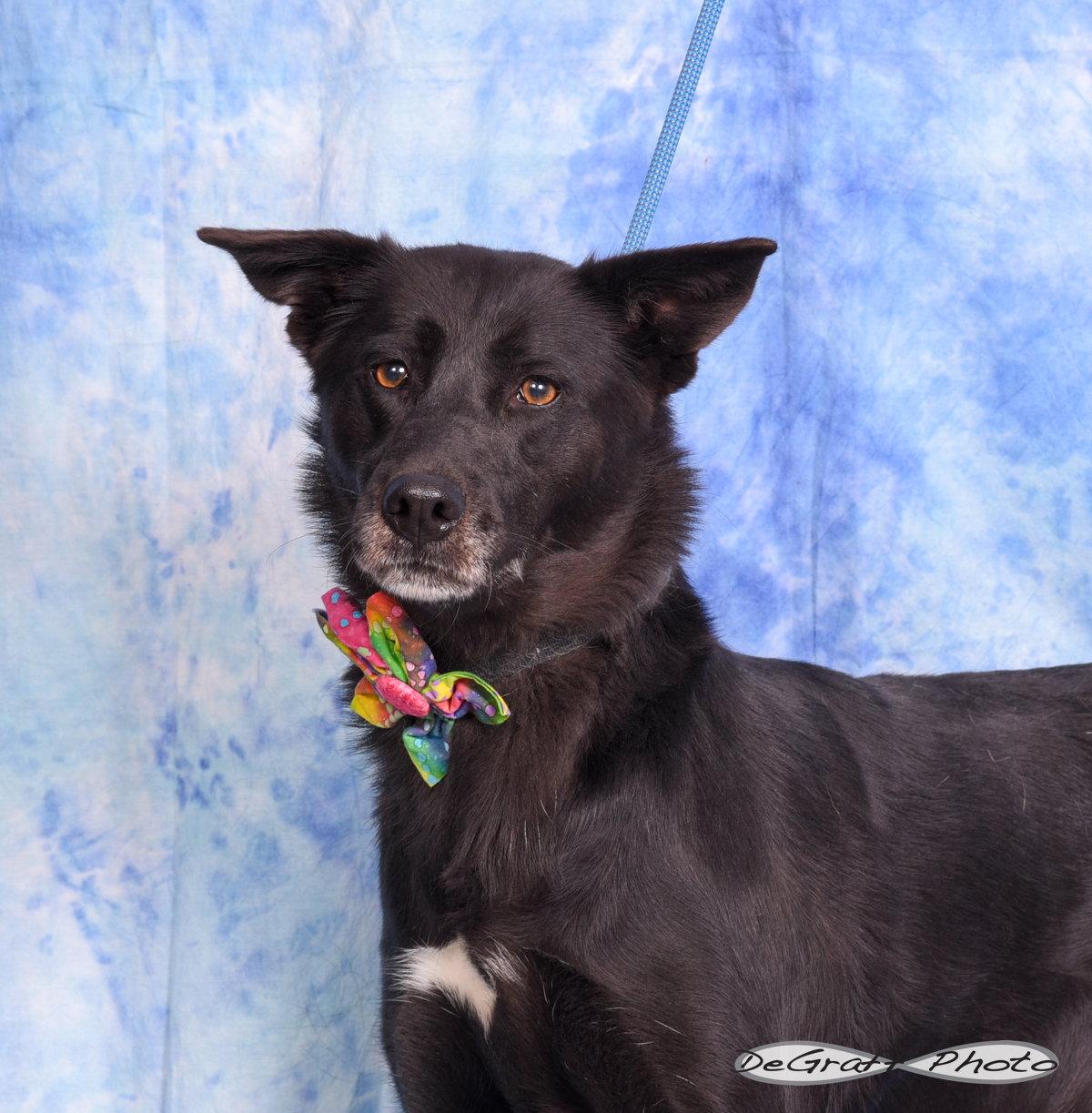 Enlarge Miley, a Adopted mixed breed in Pittsboro, NC image 1/1