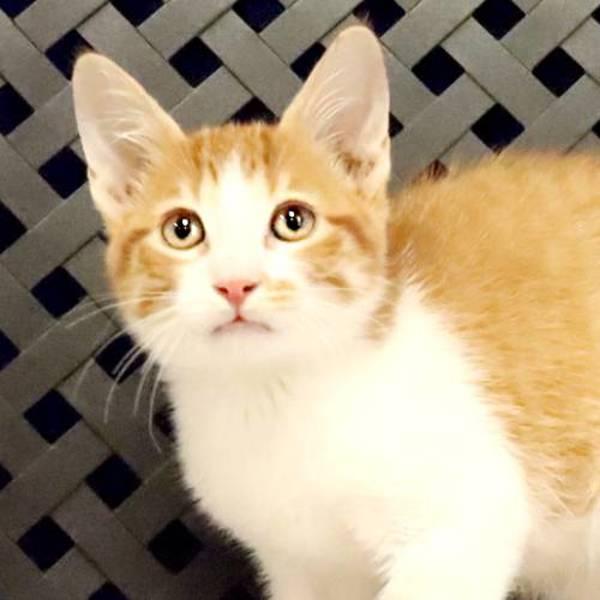 Enlarge Joe, a Adoptable mixed breed in Midland, TX image 1/1
