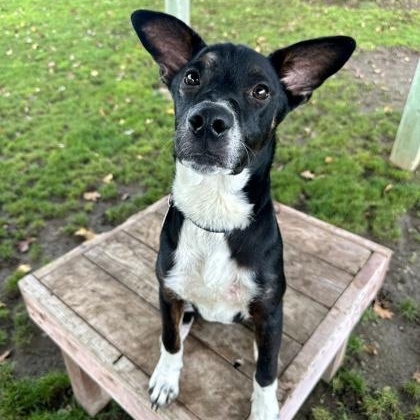 Enlarge Scuba Steve, a ADOPTABLE mixed breed in Roseburg, OR image 1/1