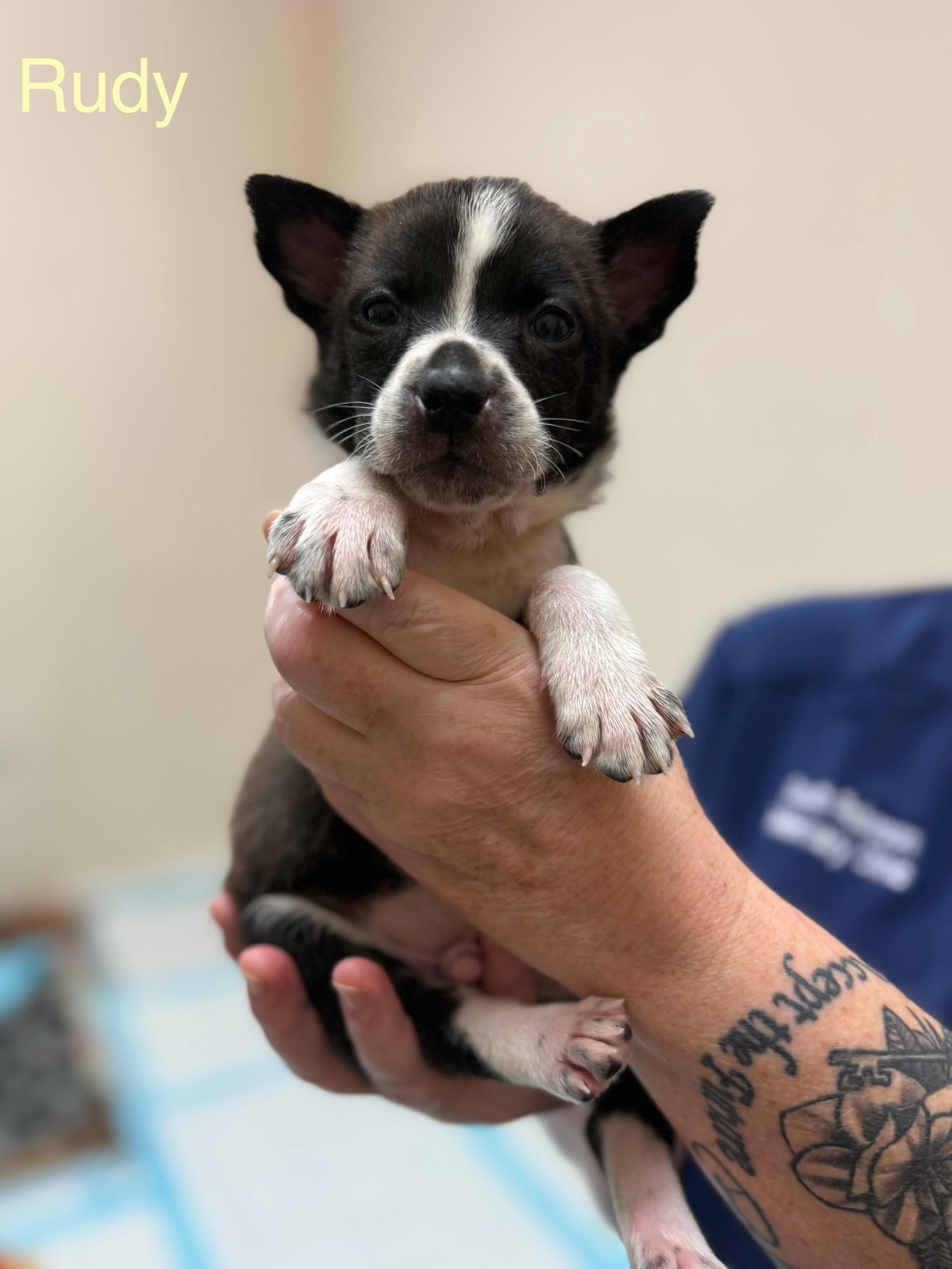 Enlarge Rudy- Ready soon for forever home!, a Adoptable Mixed Breed in Knoxville, TN image 1/1