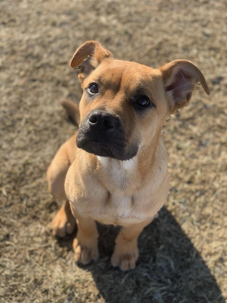 Pablo, ADOPTABLE, Young Male Mastiff.